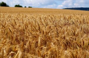 Les bonnes pratiques pour un bon arpentage - résumé en 4 saisons - Allezy partenaire MASSEY FERGUSON Arpentage